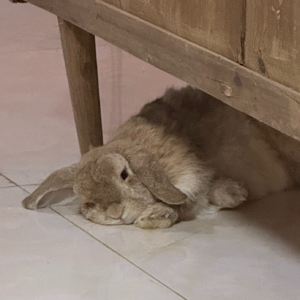 出去参加一次市集回来要躺三天 📅 Jun.25