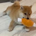 快干饭
