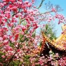 黑面舞者