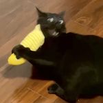 piu一下