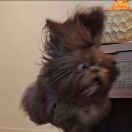 有志不在年糕糕糕