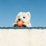 渊微