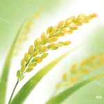 觉醒年代和新青年