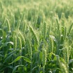 觉醒年代和新青年