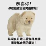 落车撸猫