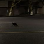 懒猫猫