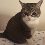 世界在下猫猫雨