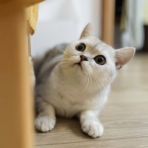 梁小姐_L