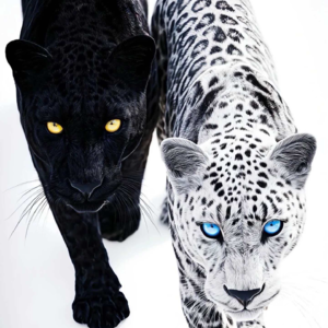 半身像第十五期加更：女性友谊的本质（共生、竞争与理想化投射），送给你真爱的朋友！