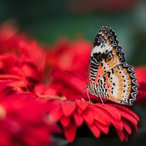 EP008 《中年的意义:生命的蜕变》| 中年危机?不,中年挺好!