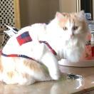 猫瘟