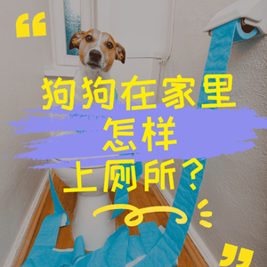 狗狗在家里怎样上厕所？