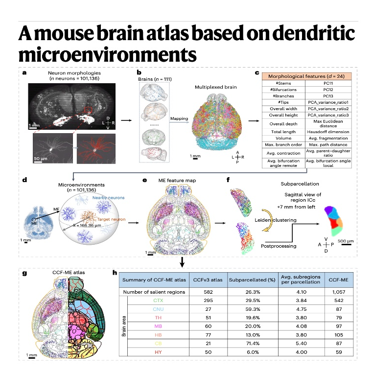 609-Dendritic Microenvironments for Mouse Brain Parcellation