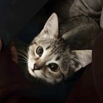 西听小猫私语