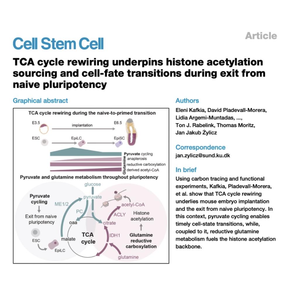 1374-TCA Cycle Rewiring in Pluripotency Transitions episode artwork