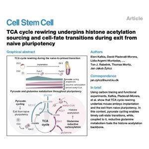 1374-TCA Cycle Rewiring in Pluripotency Transitions