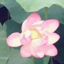 随心_Fexu