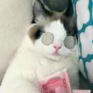 Anki的猫