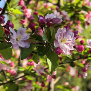 第102期【夏说】聊一聊这个特别的春分