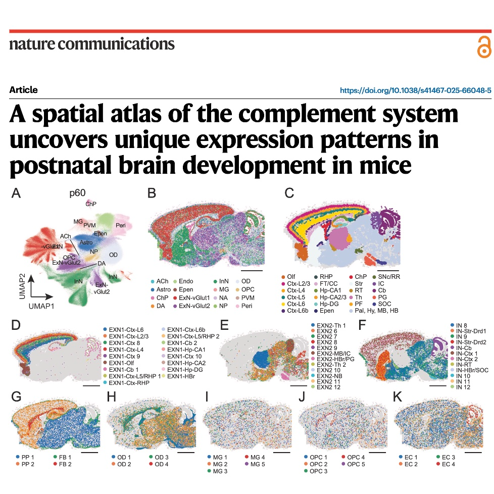 612-A Spatial Atlas of the Mouse Brain Complement System episode artwork