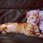 Vol.15 科学养猫让你不被孩子PUA！