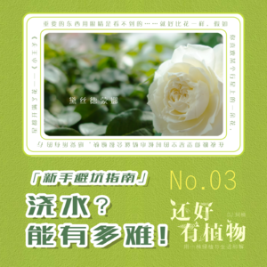 Vol.03新手避坑指南：浇水？能有多难！