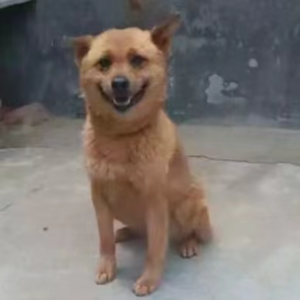 出门撒尿做记号，拉屎还要找地方