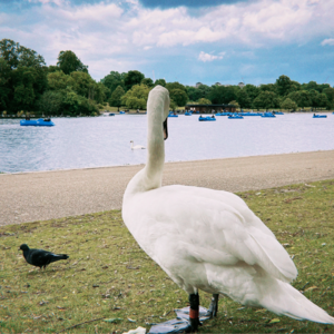 #EP1: Are you afraid of Black Swans?