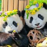 黎昭玉肉肉小丸子