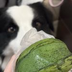 boer这也破防