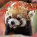 爱吃苹果的小熊猫