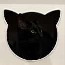 皮皮是只猫