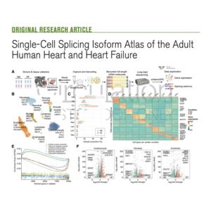 166-Single-Cell Splicing Isoform Atlas of the Human Heart