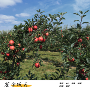 148.身边灵异|看守乱葬岗果园离奇的那一晚