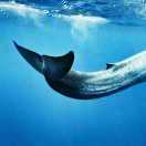 Balaenoptera