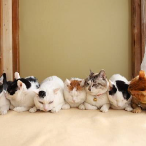 卑诗省省选投票结果揭晓 史上最势均力敌省选会再次产生“造王者”么