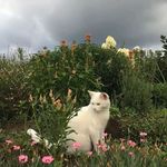 Kilian_