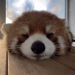 在霓虹中抵达的小浣熊