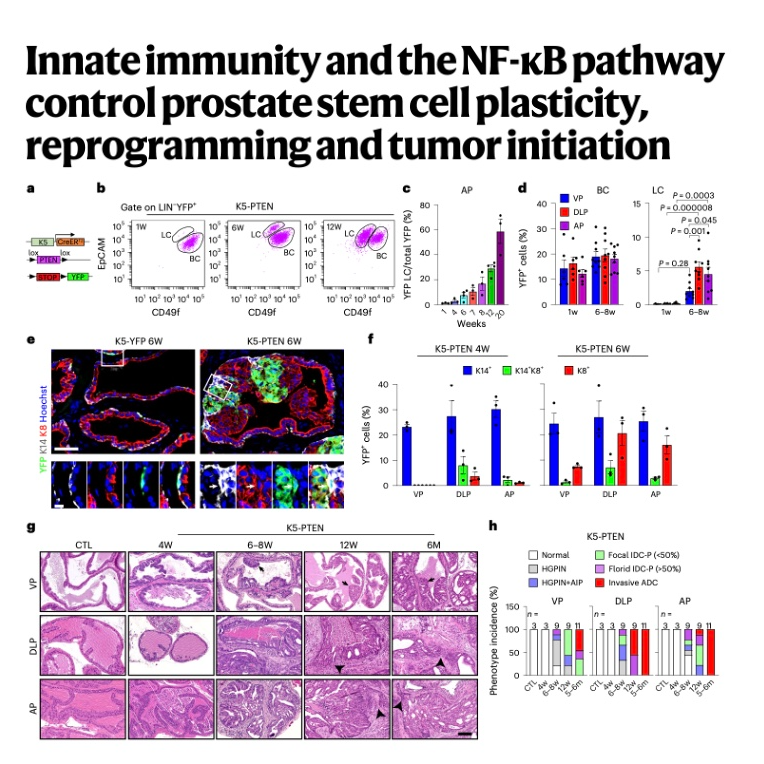 674-NF-κB Control Prostate Stem Cell Plasticity episode artwork