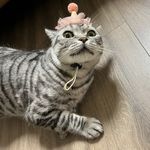 Mus_木思