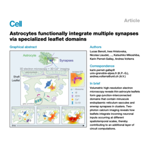 191-Astrocyte Leaflet Domains Integrate Synaptic Signals