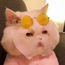 Miss刺猬_