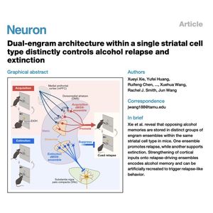 906-Dual-Engram Control of Alcohol Relapse in dMSNs
