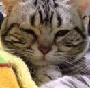 猫小乐的猫小不