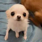 Leah阿布