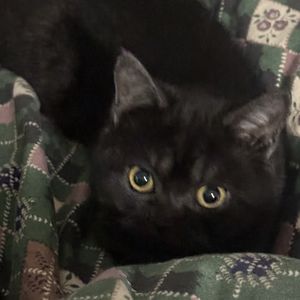 podcaster-avatar