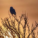 爱丽丝不爱梦游