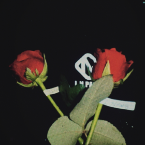 昨夜派对 | 过冬人类沿着雪夜漫游