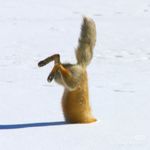 DrFoxper