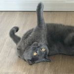liantz